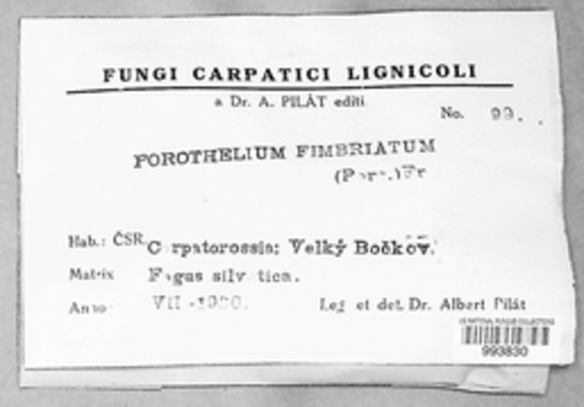 Porotheleum fimbriatum image